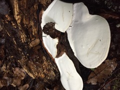 Fomitopsis hemitephra