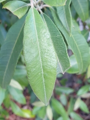 Backhousia citriodora
