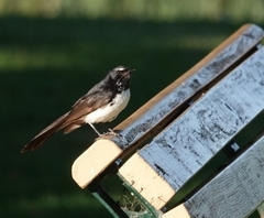 Rhipidura leucophrys