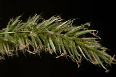 Anthoxanthum odoratum