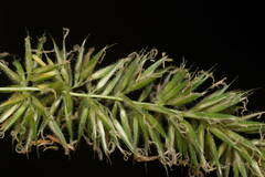 Anthoxanthum odoratum