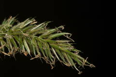 Anthoxanthum odoratum