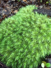 Dicranoloma dicarpum