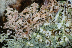 Laetisaria lichenicola