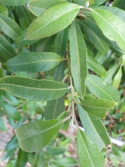 Backhousia citriodora