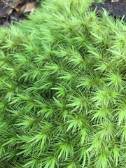 Dicranoloma dicarpum