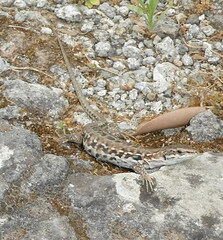 Podarcis siculus campestris