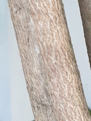 Backhousia citriodora