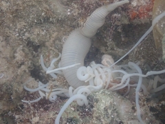 Terebellidae
