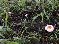 Lepiota castaneidisca