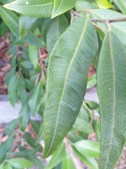 Backhousia citriodora