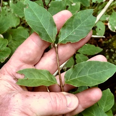 Lonicera canadensis
