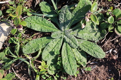 Echium tuberculatum