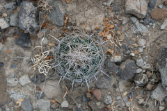 Coryphantha