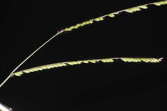 Urochloa brizantha