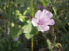 Malva trimestris