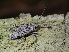 Cerambycoidea