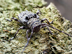 Cerambycoidea