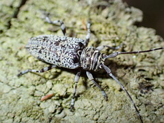 Cerambycoidea