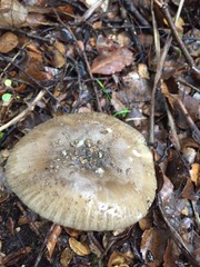 Amanita nothofagi