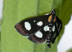 Anania funebris