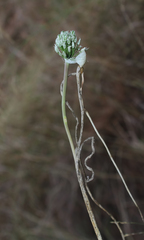 Allium affine