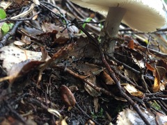Amanita nothofagi