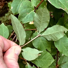 Lonicera canadensis