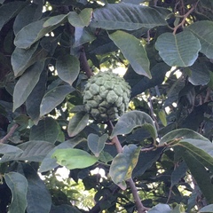 Annonaceae