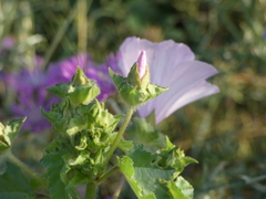 Malva trimestris