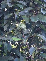 Annonaceae
