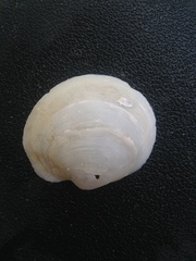 Anodontia alba