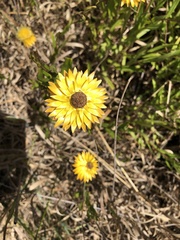 Xerochrysum
