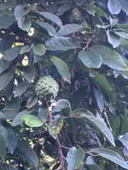Annonaceae