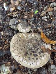 Amanita nothofagi