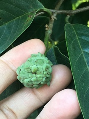 Annonaceae