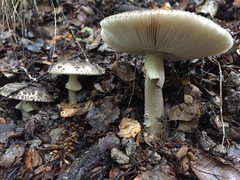 Amanita nothofagi