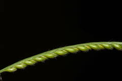 Urochloa eminii