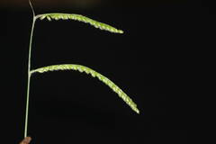 Urochloa eminii