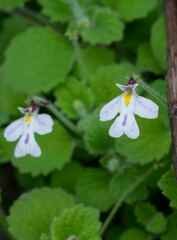 Diclis rotundifolia