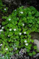 Diclis rotundifolia