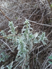 Mercurialis tomentosa