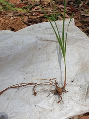 Crocosmia × crocosmiiflora