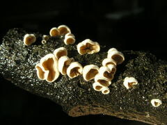 Schizophyllum amplum