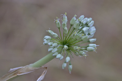 Allium affine