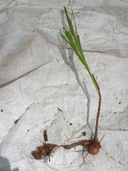 Crocosmia × crocosmiiflora