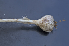 Allium affine