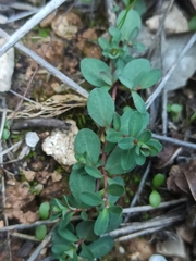 Hypericum humifusum
