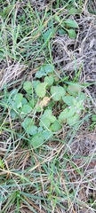 Lamium