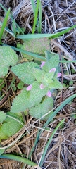 Lamium